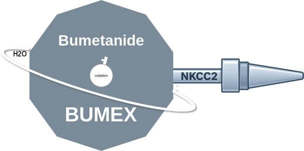 Bumetanide ballicule: receptor binding, kinetics and half-life diagram