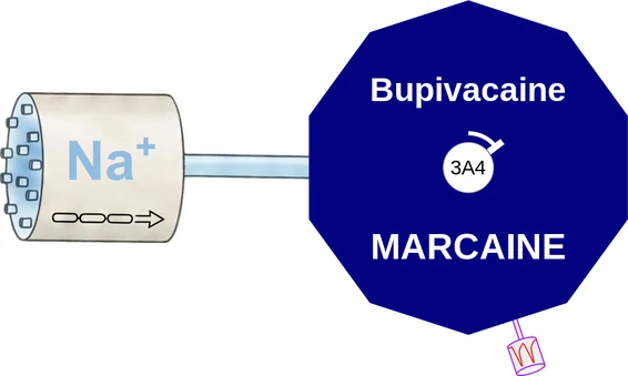 Bupivacaine ballicule — decagon mechanism diagram