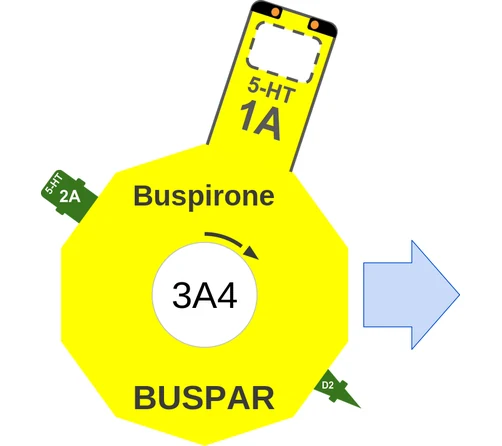 Buspirone ballicule: receptor binding, kinetics and half-life diagram