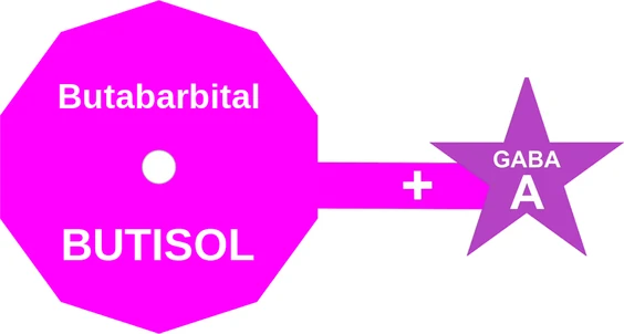 Butabarbital ballicule: receptor binding, kinetics and half-life diagram