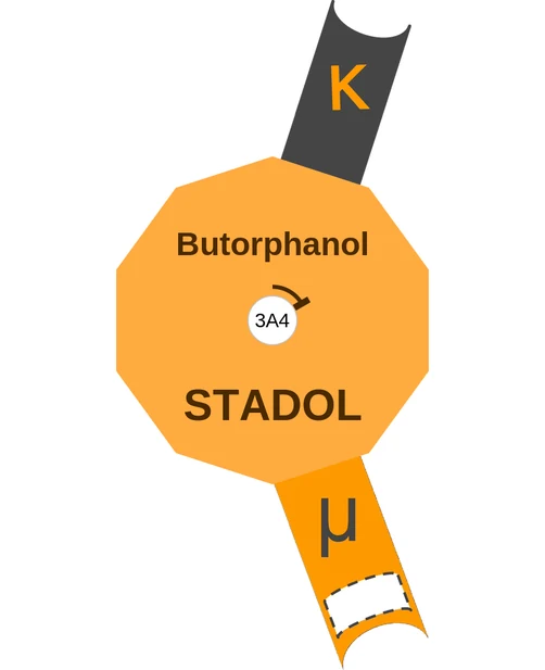 Butorphanol ballicule: receptor binding, kinetics and half-life diagram