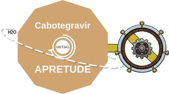 Cabotegravir ballicule: receptor binding, kinetics and half-life diagram