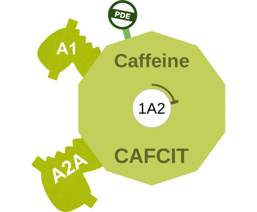 Caffeine ballicule: receptor binding, kinetics and half-life diagram