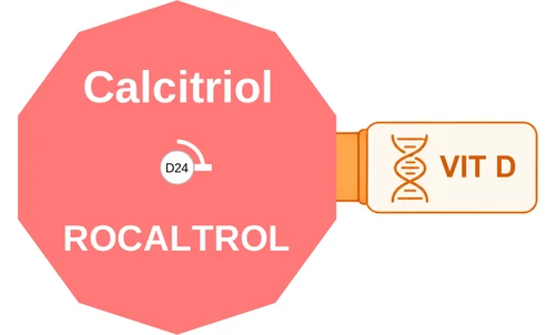 Calcitriol ballicule — decagon mechanism diagram