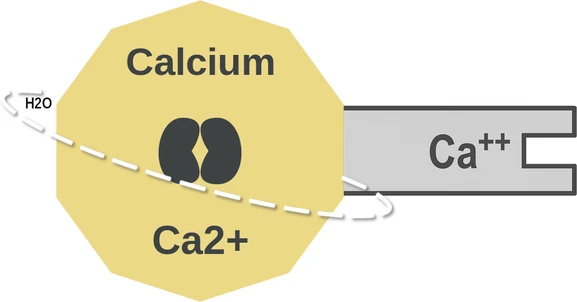 Calcium ballicule: receptor binding, kinetics and half-life diagram