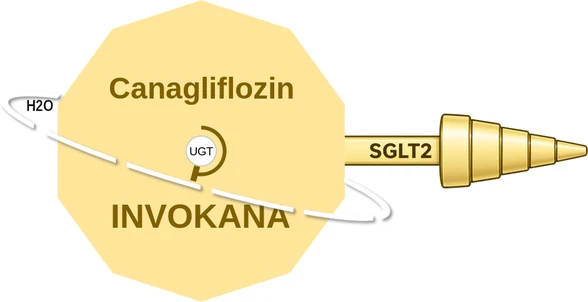Canagliflozin ballicule — decagon mechanism diagram