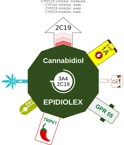 Cannabidiol ballicule: receptor binding, kinetics and half-life diagram