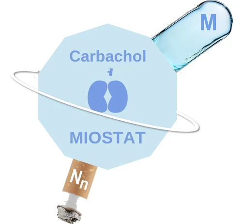 Carbachol ballicule: receptor binding, kinetics and half-life diagram