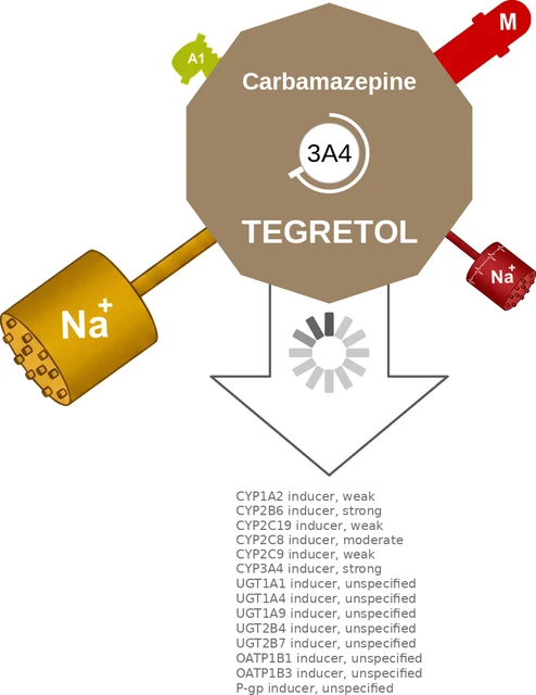 Carbamazepine ballicule — decagon mechanism diagram