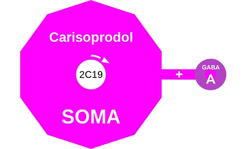 Carisoprodol ballicule — decagon mechanism diagram
