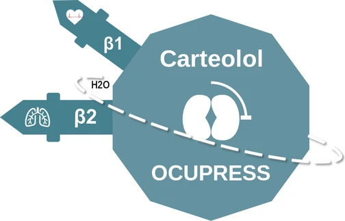 Carteolol ballicule: receptor binding, kinetics and half-life diagram