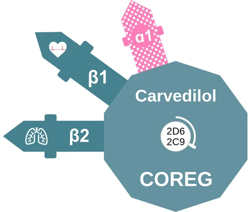 Carvedilol ballicule — decagon mechanism diagram