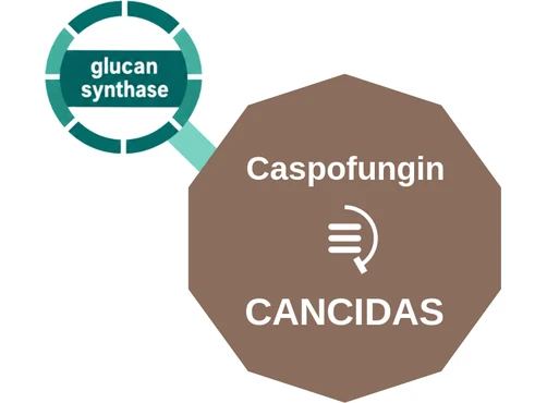 Caspofungin ballicule: receptor binding, kinetics and half-life diagram