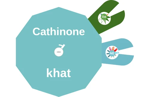 Cathinone ballicule: receptor binding, kinetics and half-life diagram