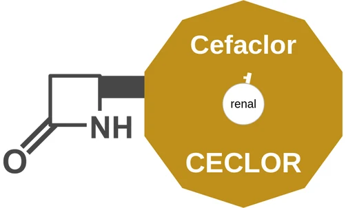 Cefaclor ballicule: receptor binding, kinetics and half-life diagram
