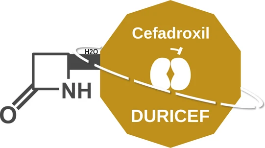 Cefadroxil ballicule: receptor binding, kinetics and half-life diagram