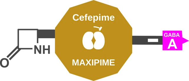 Cefepime ballicule: receptor binding, kinetics and half-life diagram