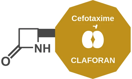Cefotaxime ballicule: receptor binding, kinetics and half-life diagram