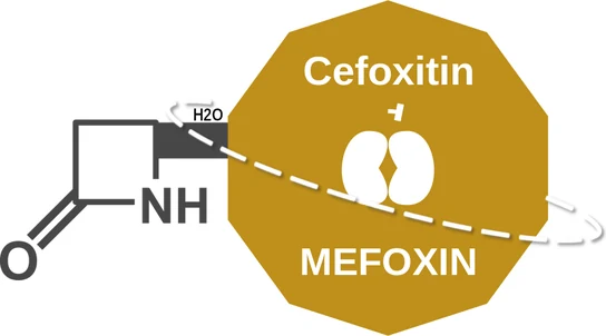 Cefoxitin ballicule: receptor binding, kinetics and half-life diagram