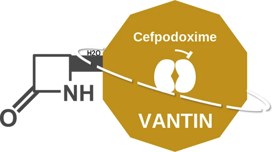 Cefpodoxime ballicule: receptor binding, kinetics and half-life diagram