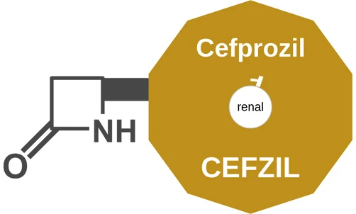 Cefprozil ballicule: receptor binding, kinetics and half-life diagram