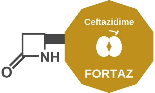 Ceftazidime ballicule: receptor binding, kinetics and half-life diagram