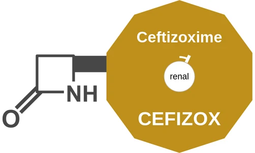Ceftizoxime ballicule: receptor binding, kinetics and half-life diagram