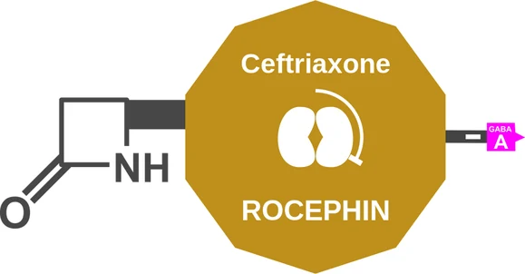 Ceftriaxone ballicule — decagon mechanism diagram
