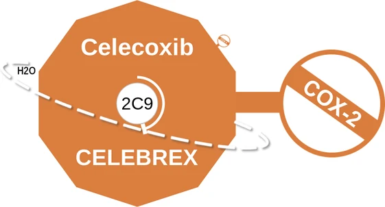 Celecoxib ballicule: receptor binding, kinetics and half-life diagram