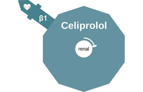 Celiprolol ballicule: receptor binding, kinetics and half-life diagram