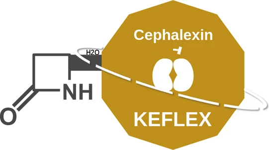 Cephalexin ballicule: receptor binding, kinetics and half-life diagram