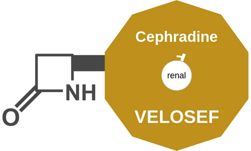 Cephradine ballicule: receptor binding, kinetics and half-life diagram
