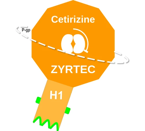 Cetirizine ballicule — decagon mechanism diagram