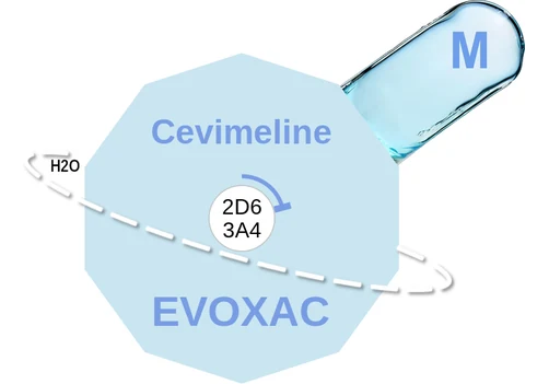 Cevimeline ballicule: receptor binding, kinetics and half-life diagram