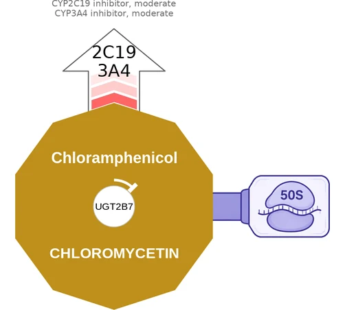 Chloramphenicol ballicule — decagon mechanism diagram