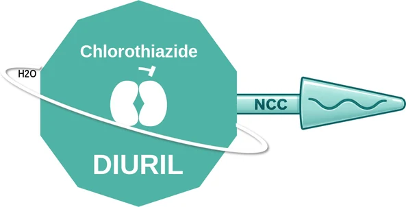 Chlorothiazide ballicule: receptor binding, kinetics and half-life diagram