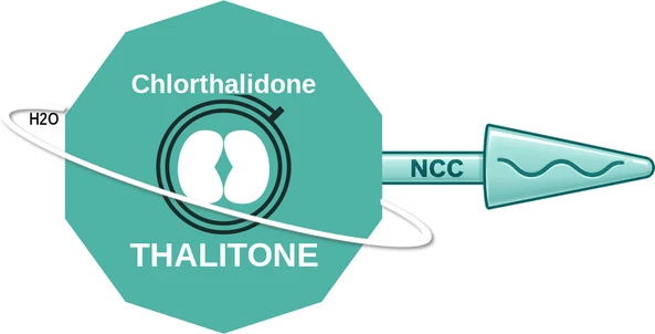 Chlorthalidone ballicule: receptor binding, kinetics and half-life diagram