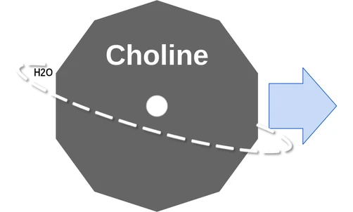 Choline ballicule: receptor binding, kinetics and half-life diagram