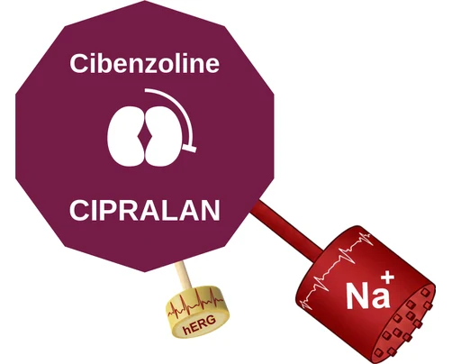 Cibenzoline ballicule: receptor binding, kinetics and half-life diagram