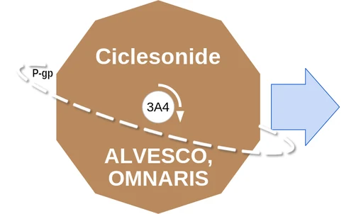Ciclesonide ballicule: receptor binding, kinetics and half-life diagram