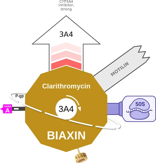 Clarithromycin ballicule: receptor binding, kinetics and half-life diagram