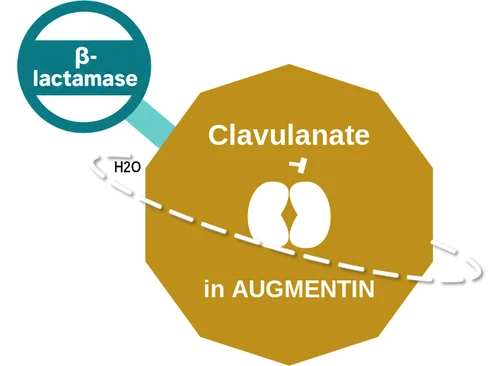 Clavulanate ballicule — decagon mechanism diagram
