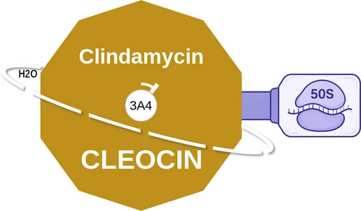 Clindamycin ballicule — decagon mechanism diagram