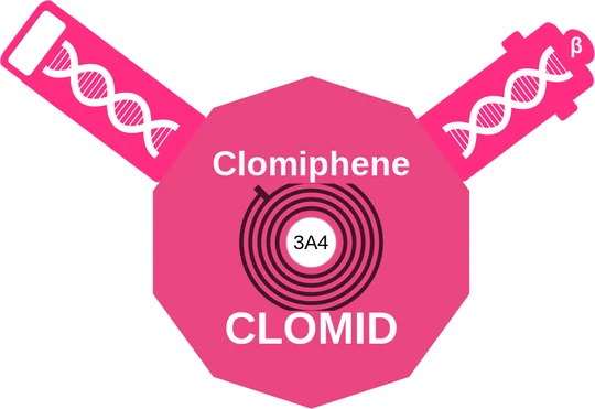 Clomiphene ballicule: receptor binding, kinetics and half-life diagram
