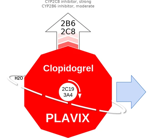 Clopidogrel ballicule: receptor binding, kinetics and half-life diagram