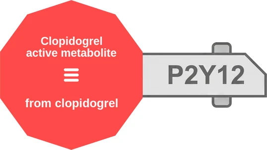 Clopidogrel active metabolite ballicule — decagon mechanism diagram