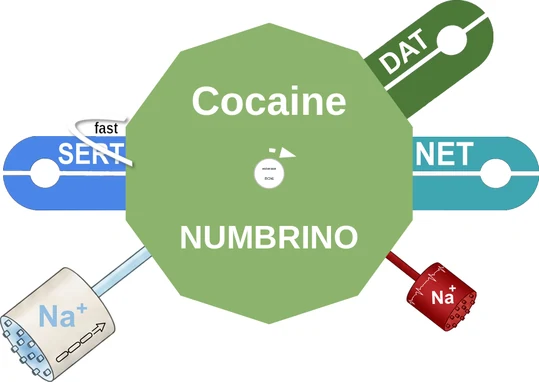 Cocaine ballicule: receptor binding, kinetics and half-life diagram