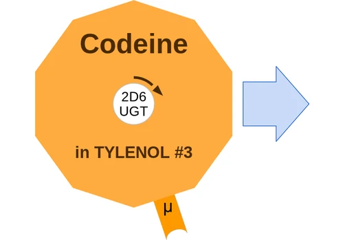 Codeine ballicule: receptor binding, kinetics and half-life diagram