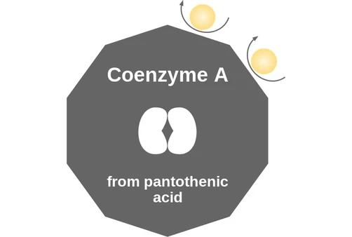 Coenzyme A ballicule — decagon mechanism diagram
