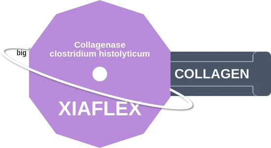 Collagenase clostridium histolyticum ballicule — decagon mechanism diagram